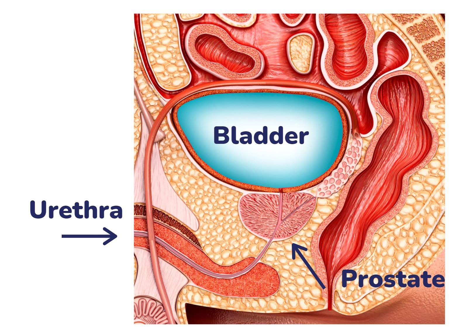 Prostate Conditions Northern Beaches Interventional Radiology   Diagram Of A Prostate 